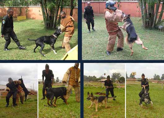 Sécurité et dressage canin avec SSSM
