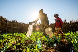 Allianz assurance agricole