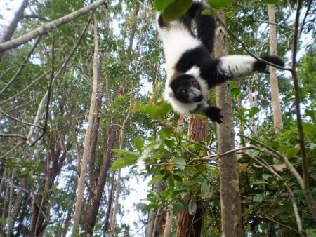 Aventour Madagascar, Andasibe