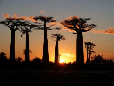 Aventour Madagascar, baobabs