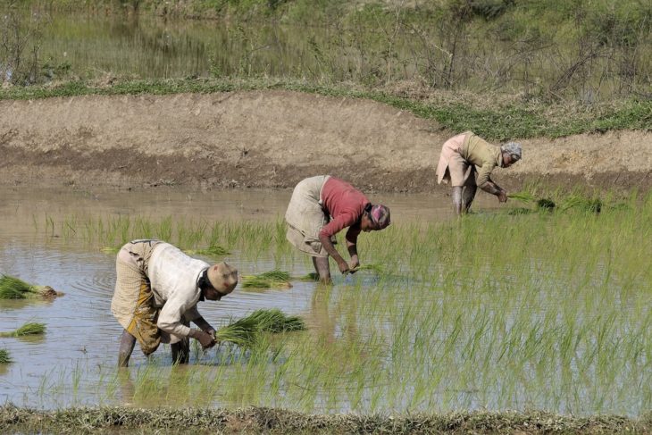 AVSF, soutien à la culture de riz