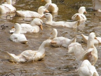 La Ferme d'Ivato, Canards