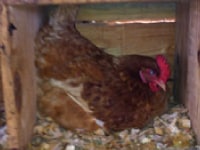 La Ferme d'Ivato, poule pondeuse