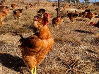 La Ferme d'Ivato, Poulet fermier