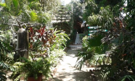 Une végétation tropicale Tropicana