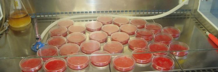 Fabrication de vaccins à l'IMVAVET