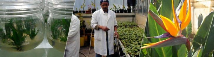 Biotechnologie et Agronomie à l'ISPM