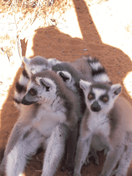 Lemur Rescue Madagascar, faire un don