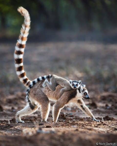 Lemur Catta, sauvegardé par le Lemur Rescue Center