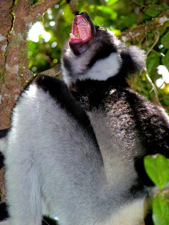 Madagascar National Parks, Indri Indri