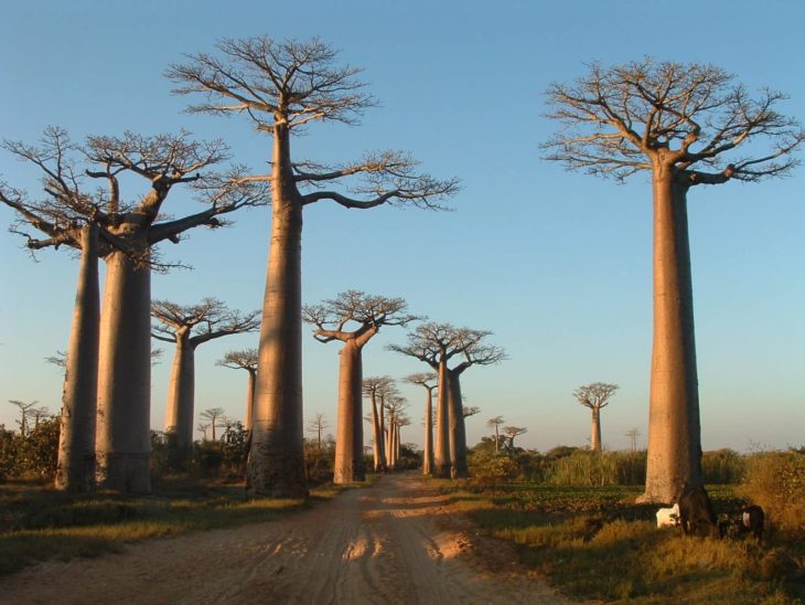 Madagascar Touring baobabs à Morondava