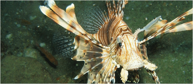 Madascaph, fonds marins