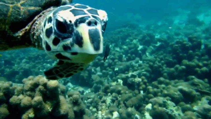 Menabe plongée fonds sous-marins 