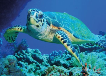 Nosy Lodge, tortue