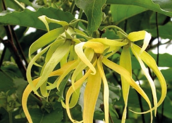 Nosy Lodge, ylang-ylang