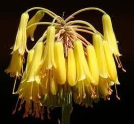 Parc Tsimbazaza, aloes