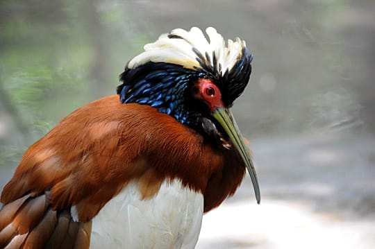 Ibis huppé, parc Tsimbazaza