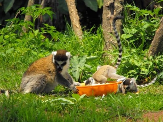 Instituts nationaux et internationaux soutiennent la préservation des espèces au Parc Tsimbazaza