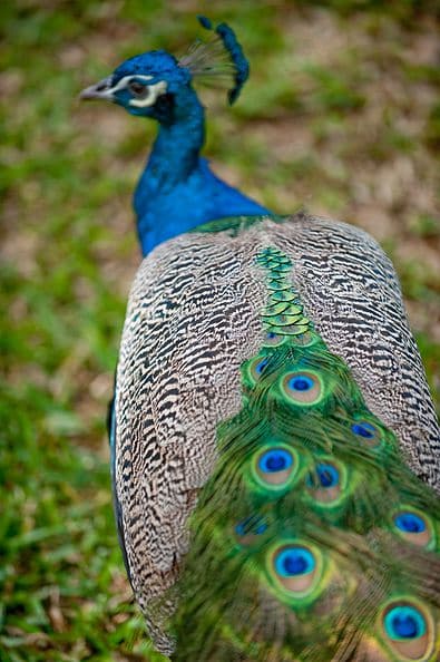 Paon au Parc Tsimbazaza