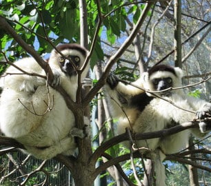 Le propithèque de Verreaux ou SIFAKA (lémurien) au Parc Tsimbazaza