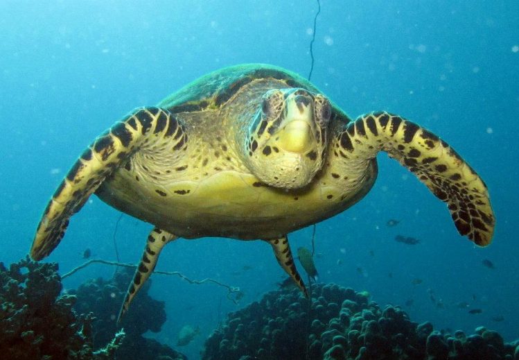 Scuba Nosy Be, tortue