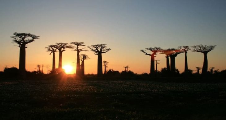 Transcontinents Baobabs à Morondava