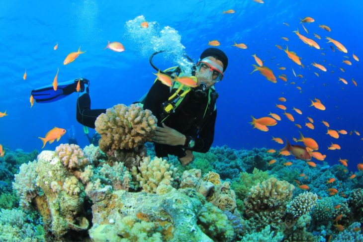 Plongée d'exploration avec Tropical Diving