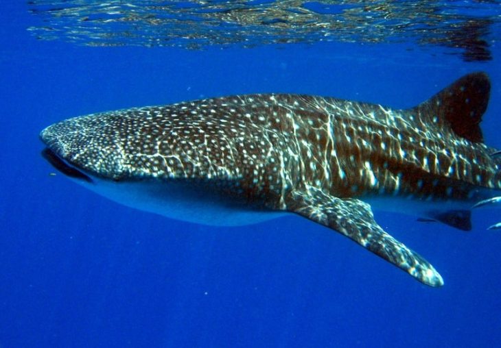 Faune sous-marine à Nosy Be avec Tropical Diving