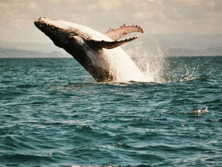 Ulysse Explorer, whale watching