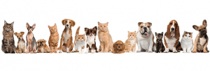 Chiens, chats, et pas seulement chez Vetcare !