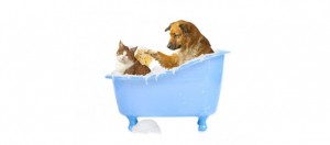 Les spécialistes de Vetcare se savonnent avant de vous servir...