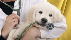 Laissez votre animal en de bonnes mains chez Vetcare