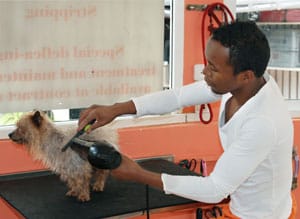 Tojo, votre toiletteur VetClinic !