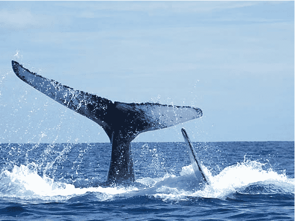 Vingila baleine